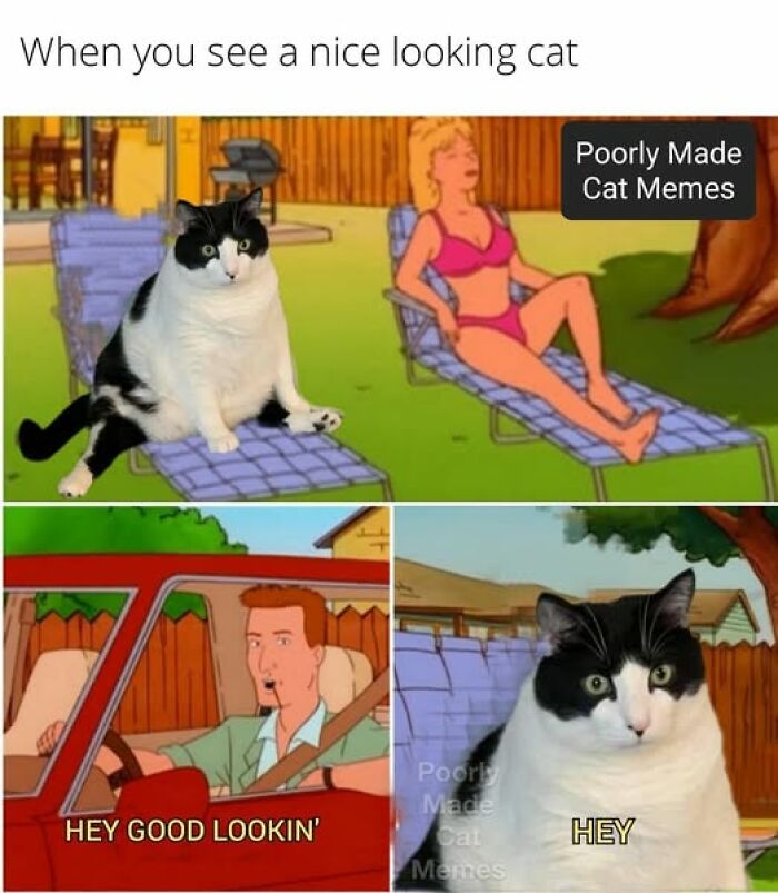Black and white cat meme sitting on lounge chair with text captions, showing cat meme therapy to brighten your day.