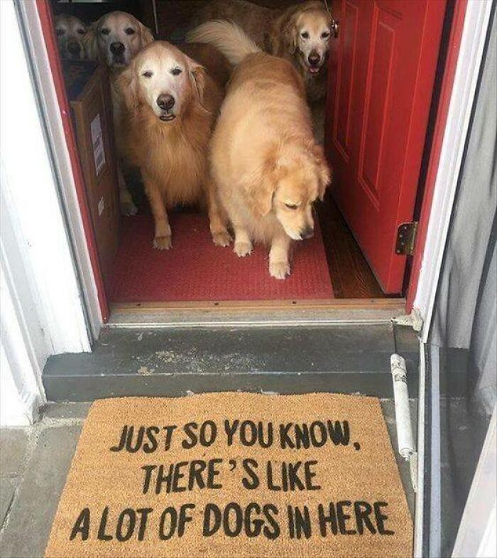 Golden retriever dogs standing at a doorway with a doormat warning about a lot of dogs inside, funny dog owner meme.