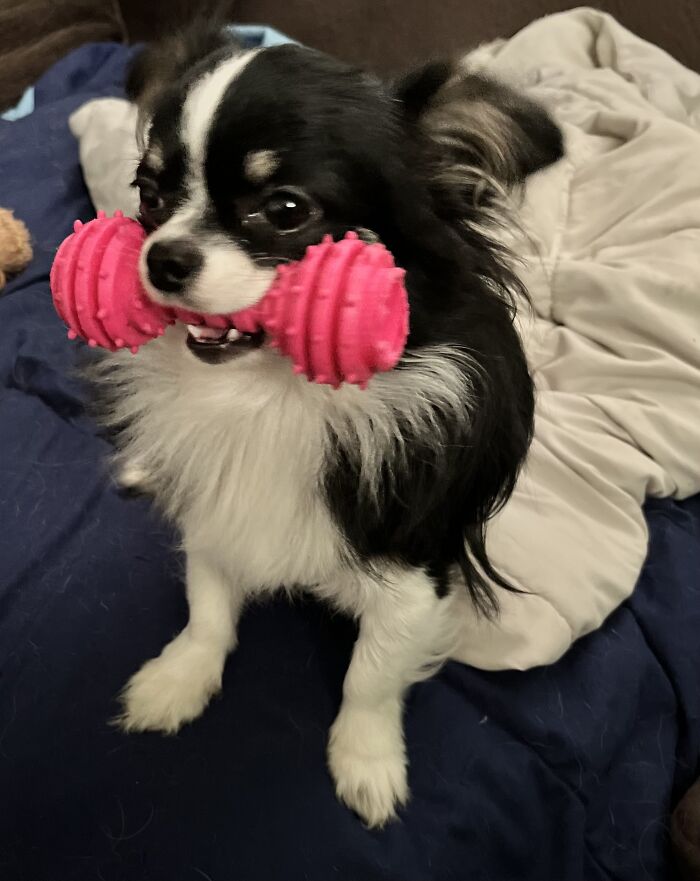 Life Of A Crazy Chihuahua Mama (35 Pics)