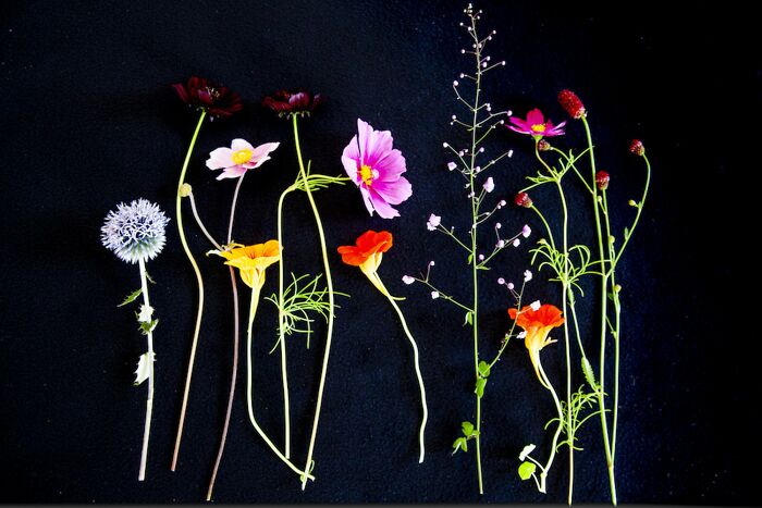 Award-winning floral still life photo with various colorful blooms and leaves against a black background.