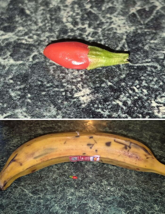 Tiny red fruit resembling a miniature tomato placed next to a banana, showcasing nature's playful garden joke.