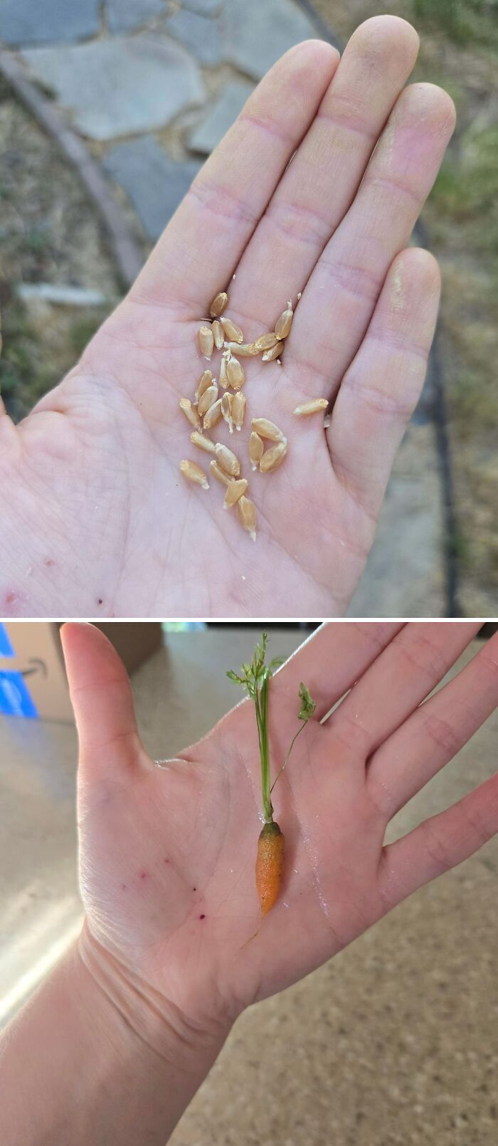 Small carrot and tiny seeds held in a hand showing nature's humorous surprises in gardening.