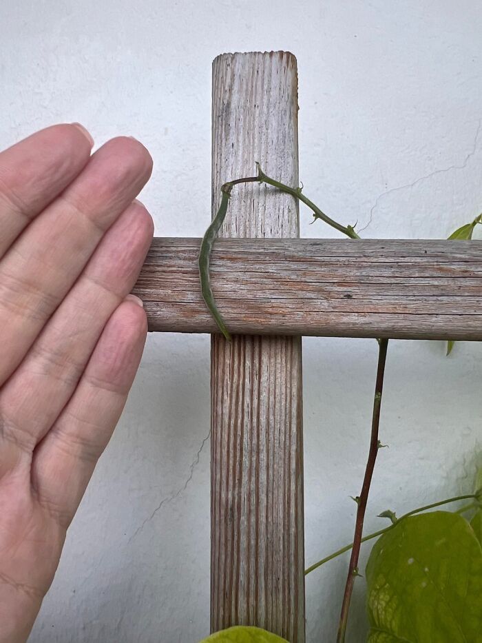 Hand next to an unusually small green tomato on a vine, illustrating nature’s playful tricks on gardeners.