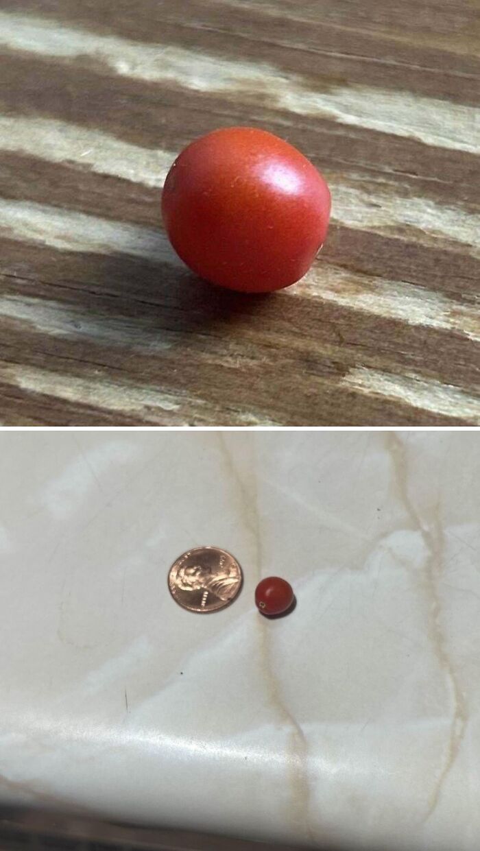 Tiny red tomato next to a penny, showcasing nature's joke on gardeners with miniature tomato size comparison.