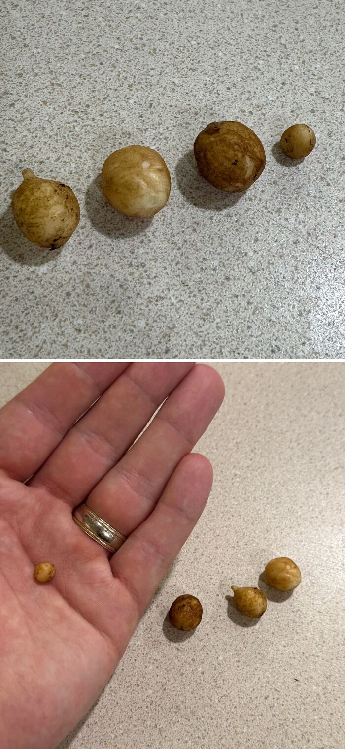 Tiny perfectly round fruits resembling miniature tomatoes or garden produce lined up on a surface and in a hand.