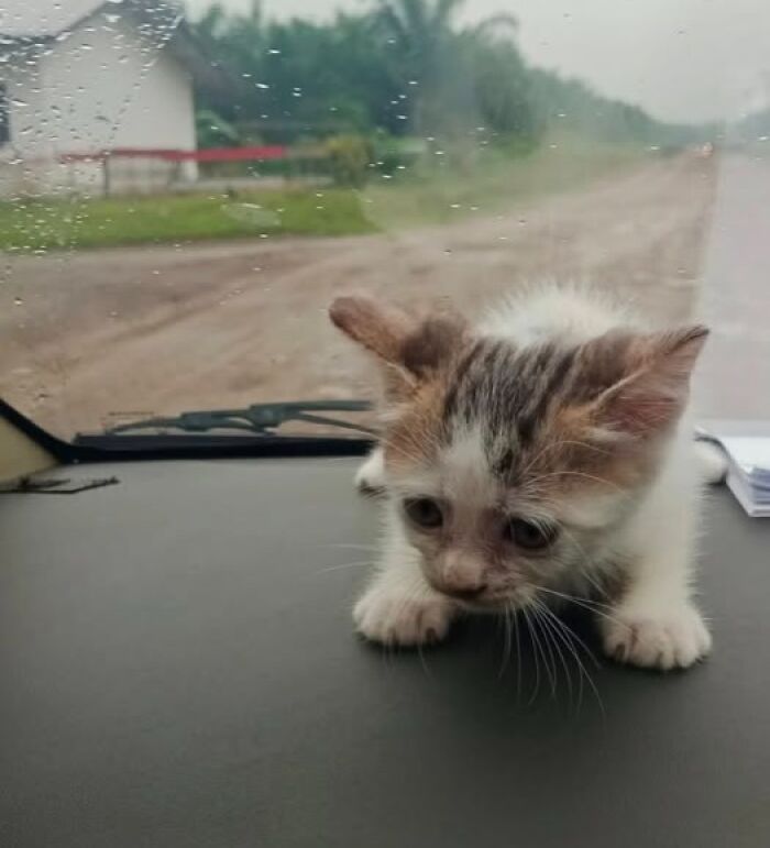 Small and cute kitten with large eyes on a car dashboard looking down during a rainy day in a rural area.