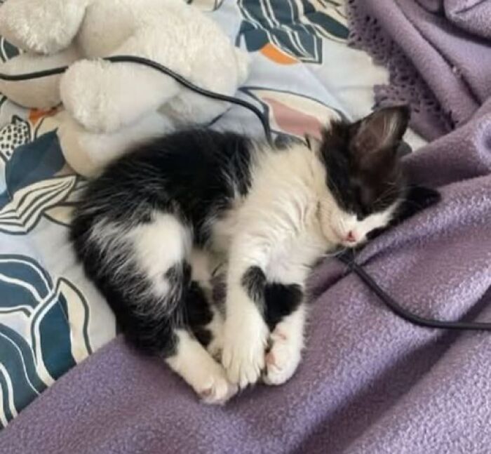 Sleeping black and white kitten curled up on a purple blanket next to a white stuffed animal in a cozy setting, an example of funny and cute cat pictures