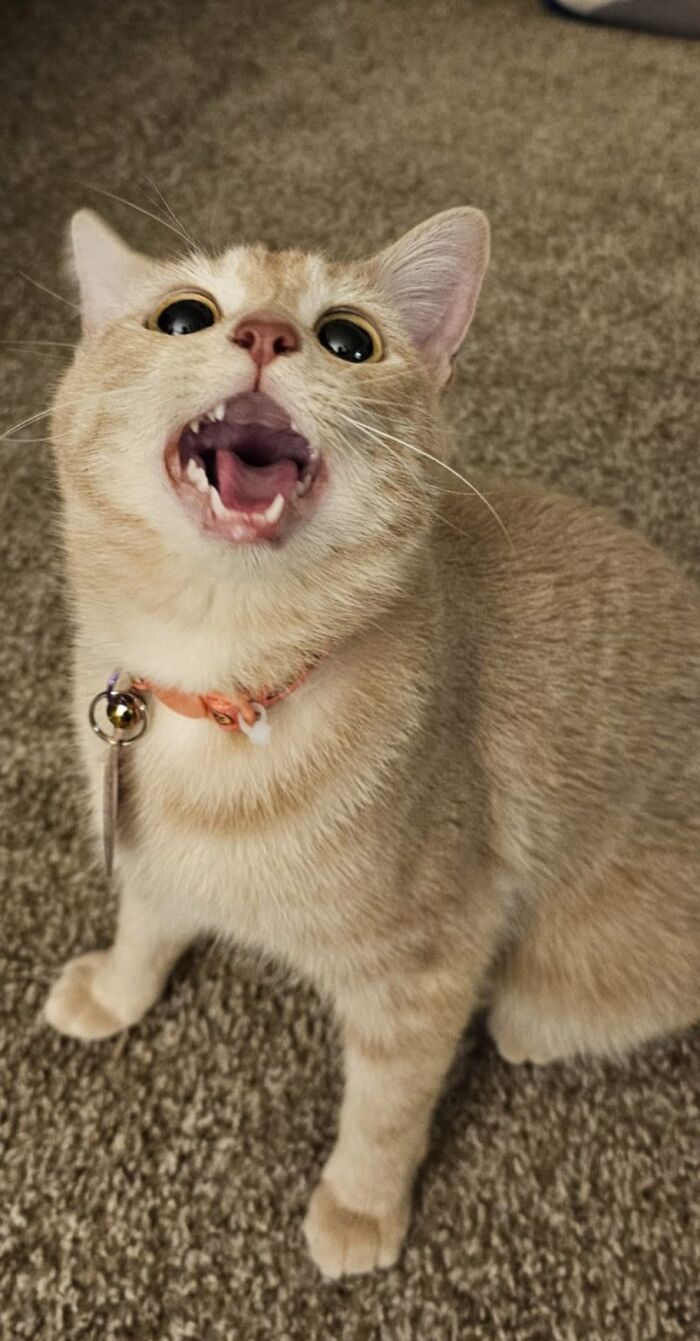 Light orange cat mid-meow on carpet, wearing collar with bell, expressing vocalization in a born to scream cat moment.