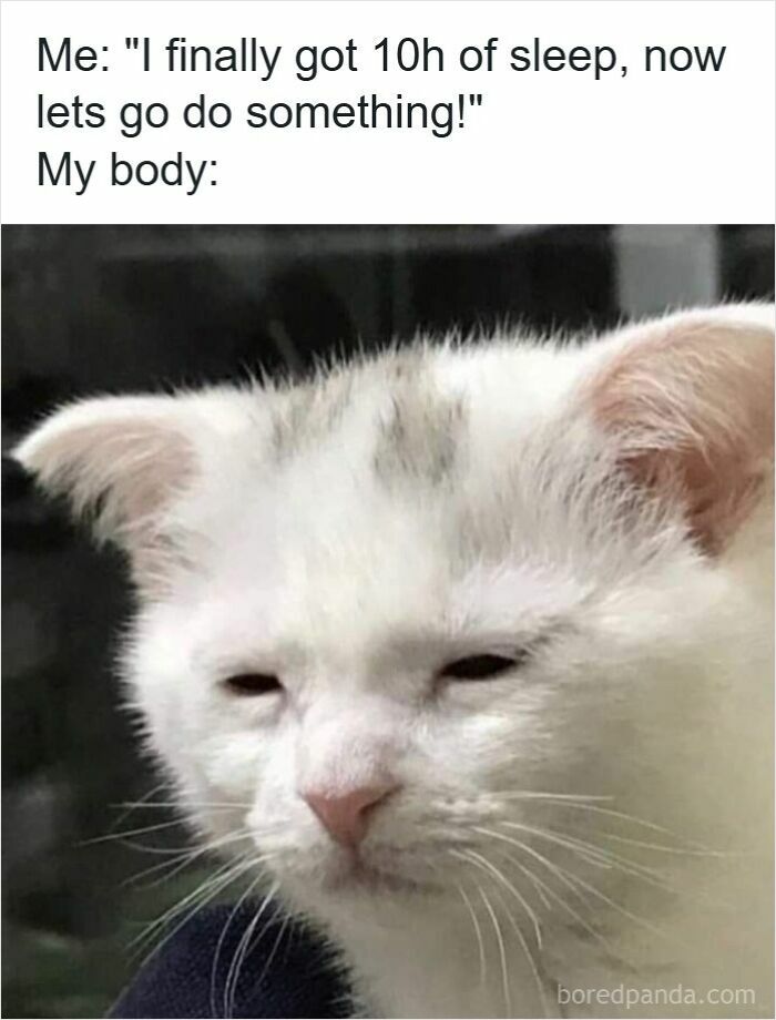 Tired white cat with sleepy eyes illustrating the struggle of insomnia and a brain that won’t cooperate.