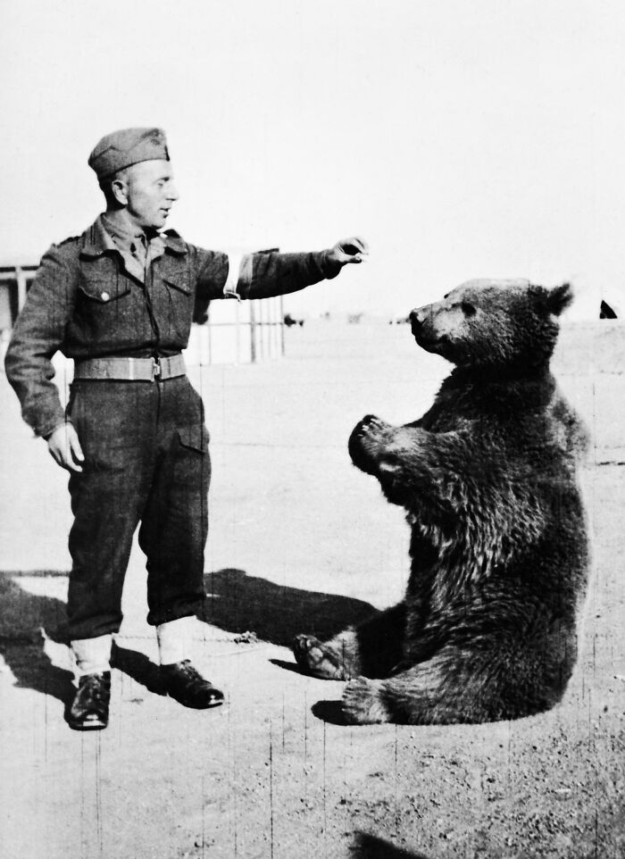 Soldier interacting calmly with a bear, a fascinating photo revealing unusual facts and stories to see the world differently.