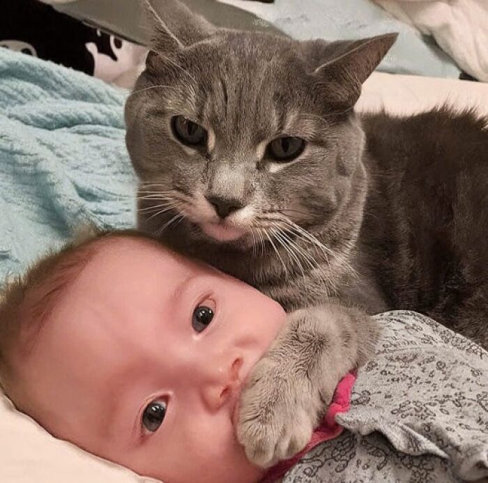Gray cat gently resting paw on baby's face, showing the bond that makes cats rule the internet and hearts forever.