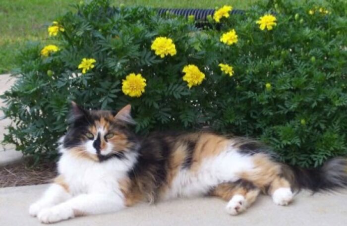 Calico cat lying on pavement next to yellow flowers, showcasing adorable cat pics proving cats rule the internet and hearts.