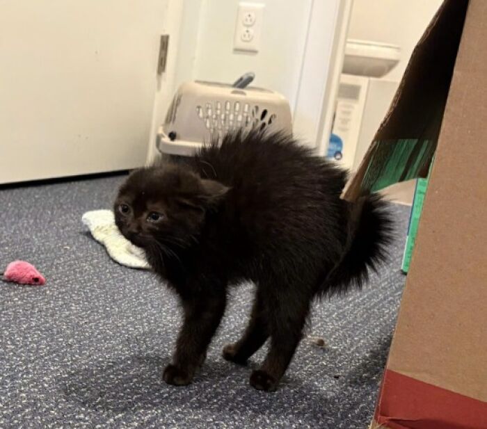 Black kitten with fluffy fur and arched back on a blue carpet, showcasing cute cat pics that prove cats rule the internet.