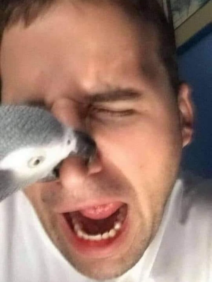 Man reacting with eyes shut as a parrot pecks his nose in a funny pleasures of the occult moment.