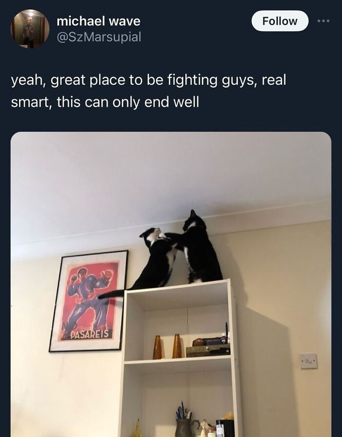 Two black and white cats fighting on top of a tall shelf, unaware of how goofy they are in a living room setting. Two black and white cats fighting on top of a tall shelf, unaware of how goofy they are in a living room setting.