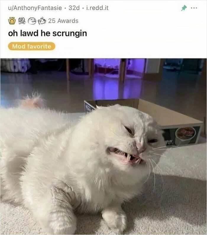 White cat making a goofy face while lying on carpet beside an open box, showcasing its quirky and unaware expression. White cat making a goofy face while lying on carpet beside an open box, showcasing its quirky and unaware expression.