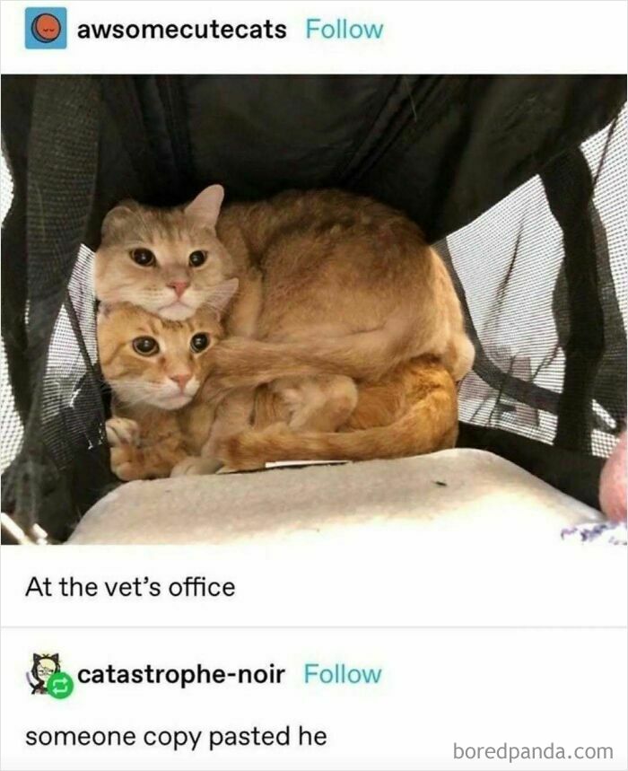 Two goofy cats cuddled awkwardly together inside a carrier at the vet’s office, unaware of their silly appearance. Two goofy cats cuddled awkwardly together inside a carrier at the vet’s office, unaware of their silly appearance.