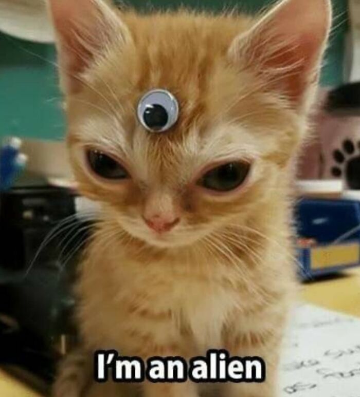 Orange kitten with a googly eye on its forehead, looking goofy and unaware in a humorous cat photo. Orange kitten with a googly eye on its forehead, looking goofy and unaware in a humorous cat photo.