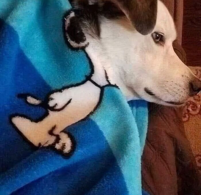 Dog wrapped in a blue blanket with an out of context cartoon design creating a humorous visual effect.