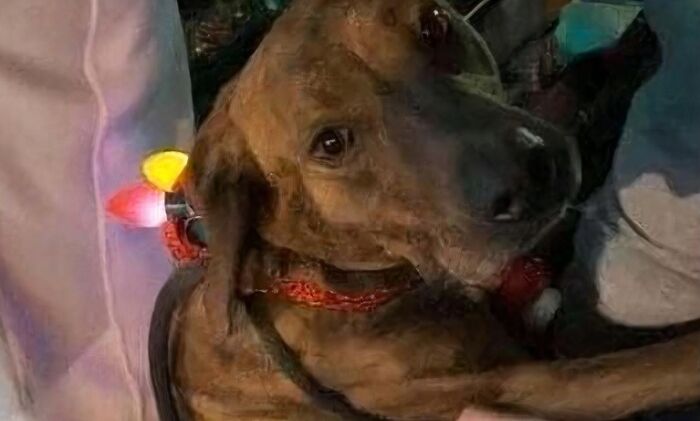 A shelter dog named Picasso comforting a woman during a Christmas parade, inspiring a serotonin boost with his calming presence.