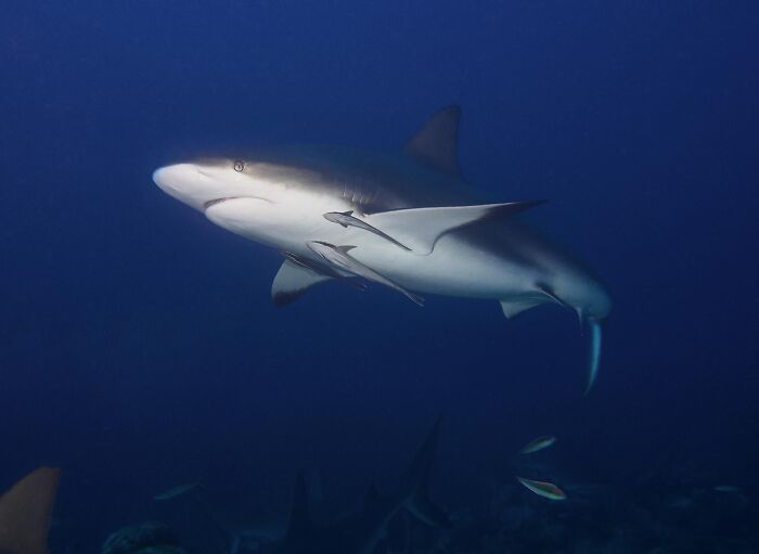 A close-up of a shark swimming deep in the ocean surrounded by fish, illustrating weird and fascinating ocean life. A close-up of a shark swimming deep in the ocean surrounded by fish, illustrating weird and fascinating ocean life.