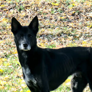 kathiemclaughlin avatar