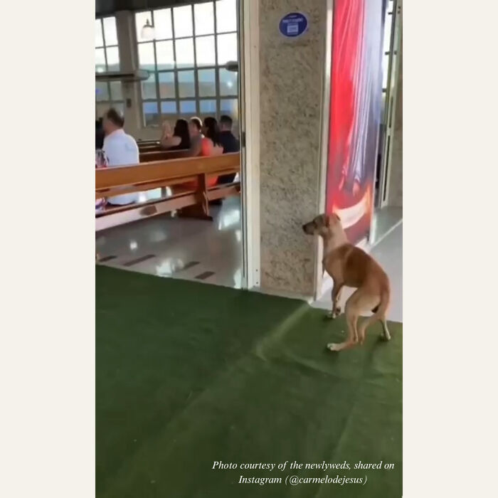 Stray Dog Crashes A Wedding And Leaves With A Forever Family Stray Dog Crashes A Wedding And Leaves With A Forever Family