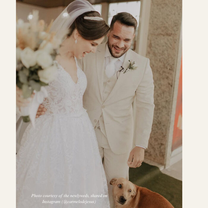 Stray Dog Crashes A Wedding And Leaves With A Forever Family Stray Dog Crashes A Wedding And Leaves With A Forever Family