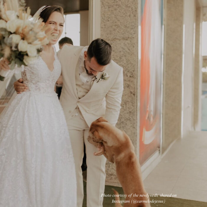 Stray Dog Crashes A Wedding And Leaves With A Forever Family Stray Dog Crashes A Wedding And Leaves With A Forever Family