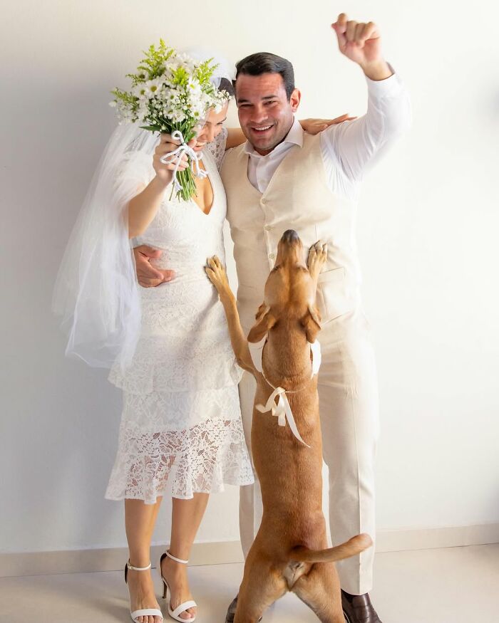 Stray Dog Crashes A Wedding And Leaves With A Forever Family Stray Dog Crashes A Wedding And Leaves With A Forever Family