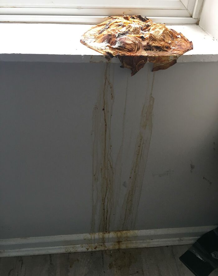 Rotten pumpkin on a windowsill dripping brown liquid down stained white wall in Halloween fails scene.