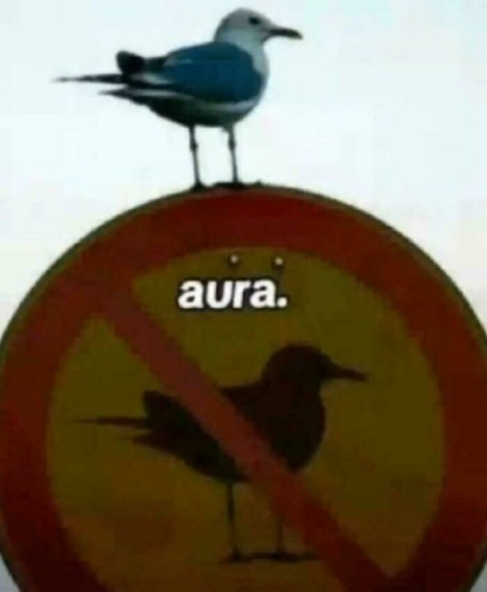 Seagull perched on a no-bird sign with the word aura, part of funny pictures that go hard and make people chuckle.