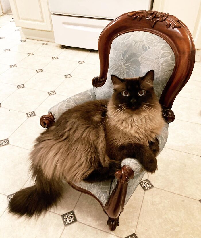 Long-haired cat sitting on a vintage thrift store chair, a perfect jackpot find for lucky shoppers.