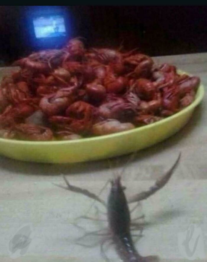 A live crawfish with raised claws approaches a large plate filled with cooked crawfish, inspiring chuckles and amusement.