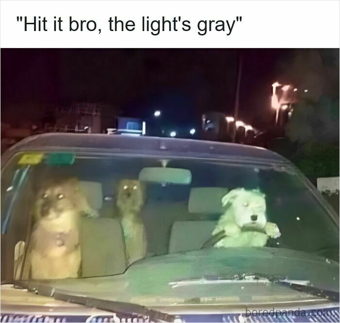 Three dogs inside a car at night with one appearing to drive, illustrating funny driving memes and road rage humor. Three dogs inside a car at night with one appearing to drive, illustrating funny driving memes and road rage humor.