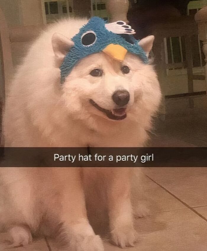 Fluffy white dog wearing a blue bird-themed party hat, showcasing wholesome animal memes to brighten your day.