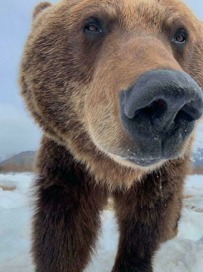 Close-up of a happy brown bear in a snowy landscape, showcasing animals looking purely happy for bad days.