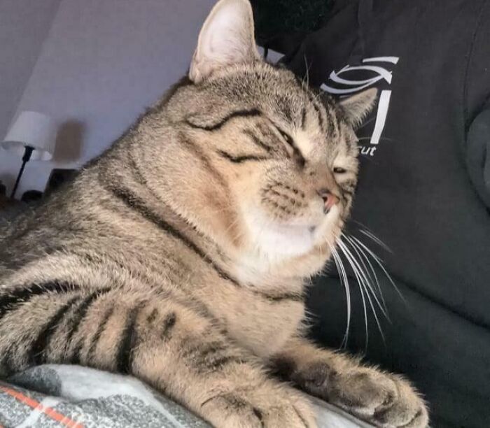 Tabby cat looking purely happy and relaxed while resting on a person's lap, capturing joyful animals for bad days.