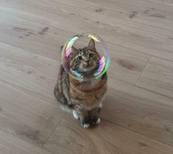 Tabby cat looking purely happy with a colorful bubble perfectly around its head on a wooden floor background