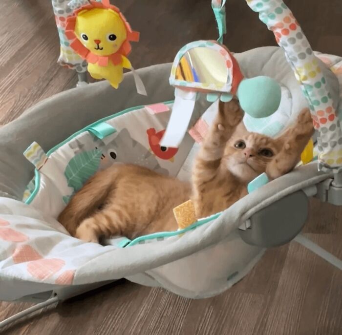 Orange cat looking purely happy while playing in a baby activity seat with hanging toys on wooden floor.