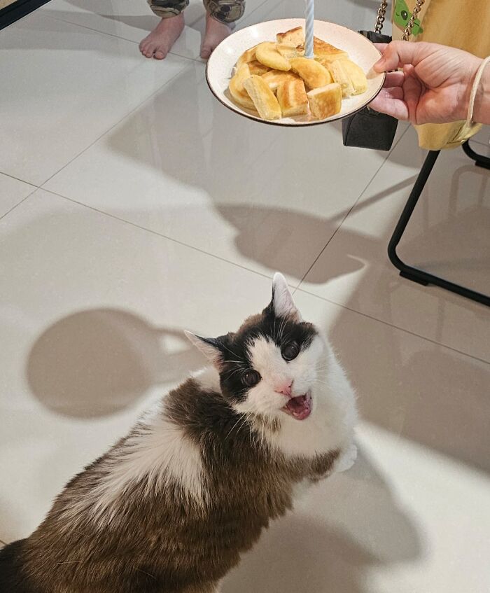 Happy cat looking up at birthday plate, capturing animals purely happy moments to brighten bad days.