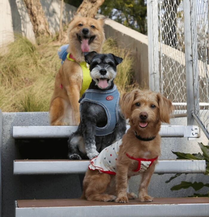 Three happy dogs wearing colorful outfits sitting on outdoor stairs, radiating pure joy and contentment.