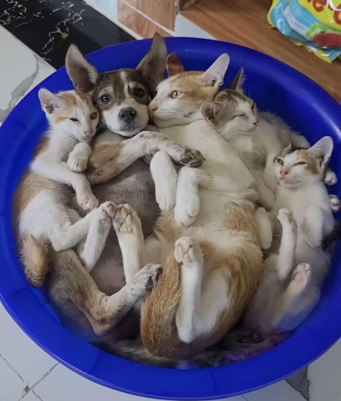 Dog and four cats cuddling happily together in a blue basin, showcasing pure animal happiness and comfort.