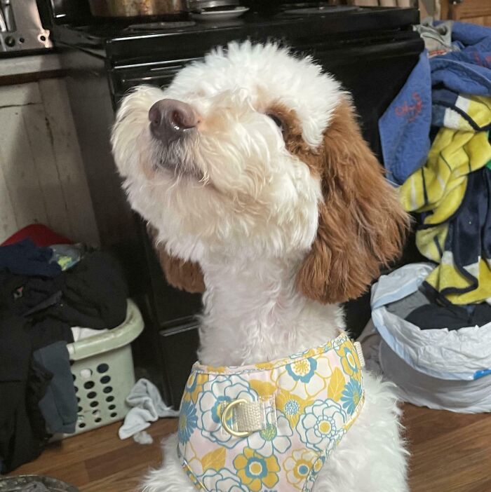 Happy dog wearing a floral harness sitting indoors, showcasing pure happiness and joy in a cozy home setting.