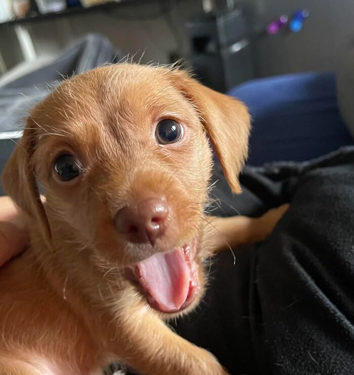 Happy puppy with bright eyes and open mouth, capturing the pure happiness of animals on a joyful day.