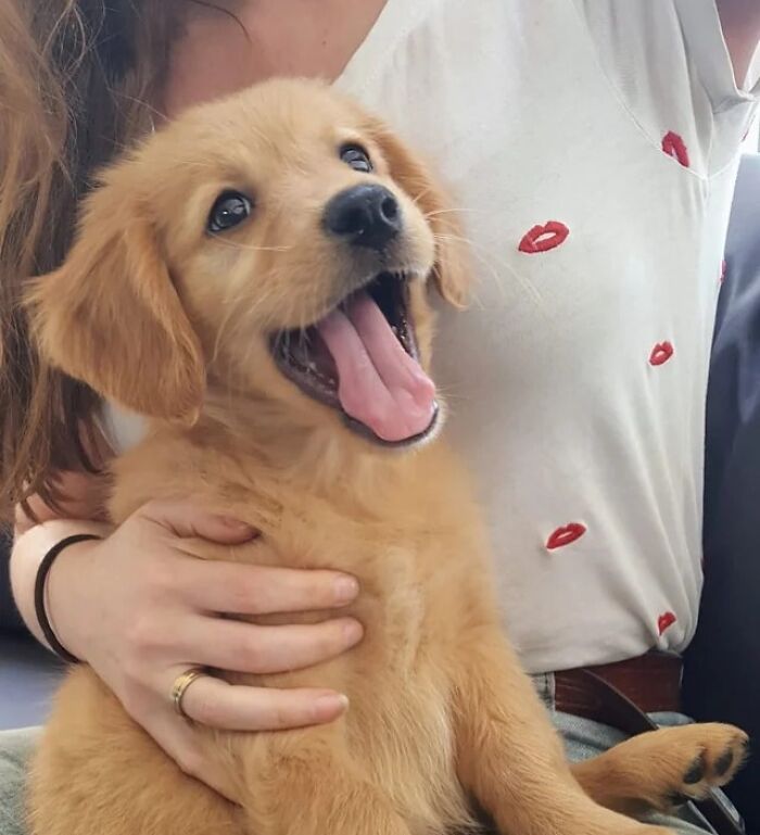 Happy golden retriever puppy being held by a person, showcasing pure joy and happiness in a candid moment.