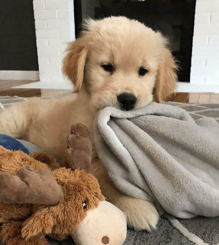 Happy golden retriever puppy playing with a blanket and stuffed animal, showcasing pure animal happiness and joy.