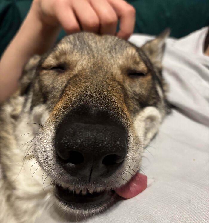 Close-up of a happy dog with eyes closed and tongue out, enjoying a comforting pet, showing pure animal happiness.