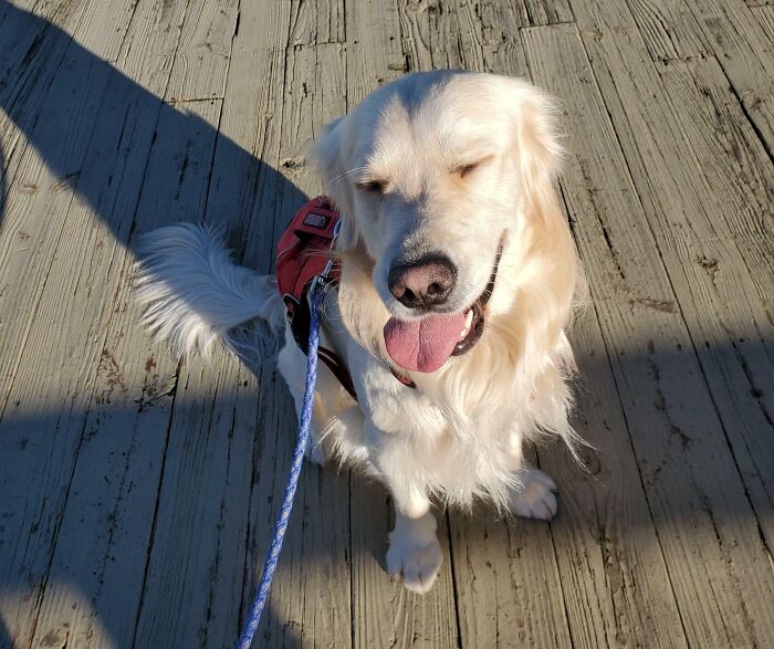 Golden retriever with eyes closed and tongue out, looking purely happy while sitting on a wooden deck outside.