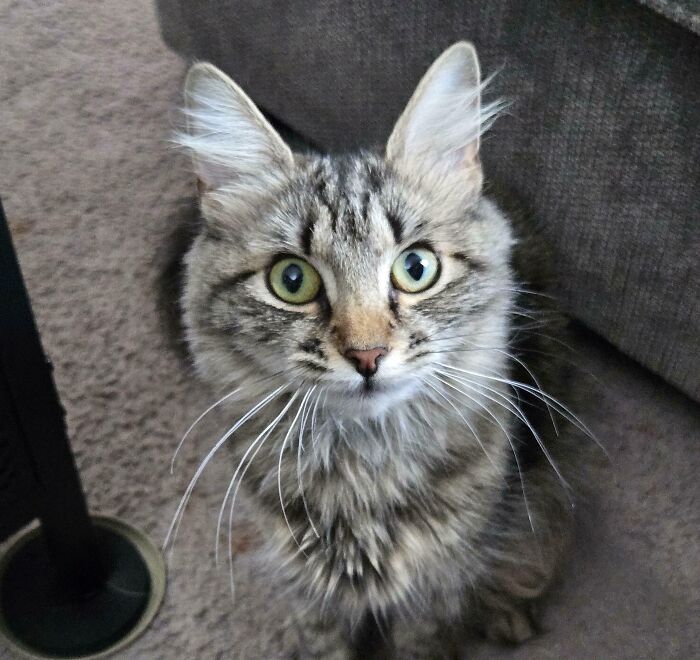 Fluffy tabby cat with bright green eyes looking happy and content while sitting on a carpet near a couch.